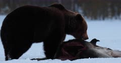 A brown bear arriving on a moose carcass in the snow, in early spring, Finland.