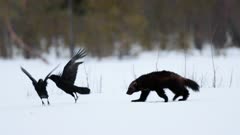 Wolverine arriving on a moose carcass, surrounded by ravens, Finland.