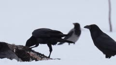 Finland birds : Ravens eatin on a moose carcass
