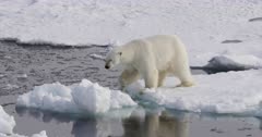 Polar bear crossing free water and walking on the sea ice