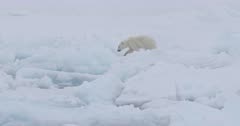 Polar bear cub of the year walking among blocks of ice