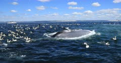 Sardine Run action Brydes Whale going though baitball