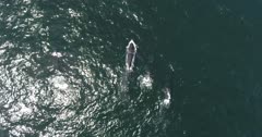 Superpods Humpback Whales South Africa by drone