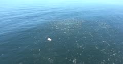 aerial footage of Sardine Run Common Dolphins hunting