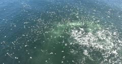 aerial footage of Sardine Run Common Dolphins hunting