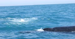 Humpback Whale migration West Coast South Africa, Superpods feeding on Krill