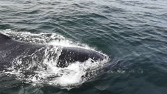 Humpback Whale migration West Coast South Africa, Superpods feeding on Krill