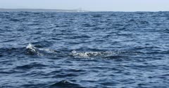False Killer Whales, Algoa Bay during Sardine Run