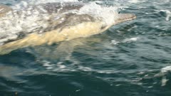 slow motion -Sardine Run action superposed of Common Dolphins hunting close up fish and feed on a bait ball
