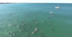 Aerial-Superpod of Indian Ocean Bottlenose Dolphins patrolling the coast line of Port Elizabeth, Nelson Mandela Bay, Eastern Cape, South Africa