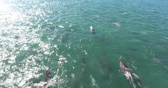 Aerial-Superpod of Indian Ocean Bottlenose Dolphins patrolling the coast line of Port Elizabeth, Nelson Mandela Bay, Eastern Cape, South Africa