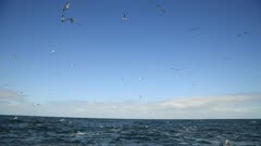 slow motion- Sardine Run, Cape Gannets hunting shoals of Sardines, diving like arrows into a Baitball, South Africa, Eastern Cape, Nelson Mandela Bay, Port Elizabethl