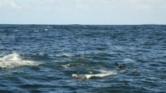slow motion- Sardine Run - hunting and feeding Common Dolphins next to snorkelers, South Africa, Eastern Cape, Nelson Mandela Bay, Port Elizabethl