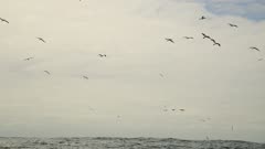 slow motion- Sardine Run, Cape Gannets hunting shoals of Sardines, diving like arrows into a Baitball, South Africa, Eastern Cape, Nelson Mandela Bay, Port Elizabethl