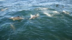 Sardine Run - biggest marine migration / Superpod of  hunting Common Dolphins, South Africa, Eastern Cape, Port Elizabeth