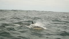 slow motion- Sardine Run - hunting and feeding Common Dolphins, Baitball feeding Cape Gannets, South Africa, Eastern Cape, Nelson Mandela Bay, Port Elizabethl