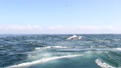 Sardine Run - biggest marine migration / Superpod of Common Dolphins chasing Sardines and feeding on Baitballs 