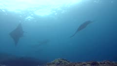 Manta ray (Manta blevirostris) swimming on top of the camera. The manta is swimming towards the camera, passes on top of it as silhouette and swims away over coral reef.