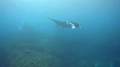 Manta ray (Manta blevirostris) gliding in the water. The ray comes towards the camera barely moving and passes next to it.