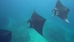 A few manta rays (Manta blevirostris) swimming over rocky reef. The rays are swimming following each other, shot for above.