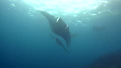 A few manta rays (Manta blevirostris) swimming in circle. The rays are following each other swimming around a rocky reef that is a cleaning station.