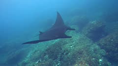 Black manta ray (Manta blevirostris) swimming over rocky reef. The shot starts on the side and passes on top of the ray.
