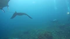 A few manta rays (Manta blevirostris) swimming on top of divers. A bunch of rays approaches a group of divers and turns above them and starts swimming up side down.