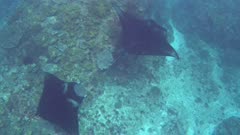 2 manta ray (Manta blevirostris) swimming over rocky reef, shot from above