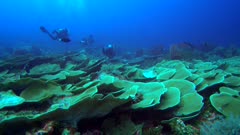 Diving footage of pristine coral reef with a field of various hard coral and divers swiming over it, Forgotten Islands, Indonesia. The camera is going over the reef while slightly panning.