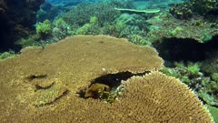 Diving footage of pristine coral reef with a field of various hard coral including huge acropora table coral and divers swiming over it in the background, Forgotten Islands, Indonesia. The camera is facing down at the coral and is tilting up while going up.