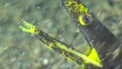 Diving footage of head of young black ribbon eel (Rhinomuraena quaesita), close up on eye and mouth, Alor Island, Indonesia. The camera is staying as still as possible.