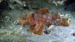 Diving footage of paddle-flap scorpionfish (Rhinopias eschmeyeri) moving on sandy bottom, Alor Island, Indonesia. The camera is staying as still as possible.