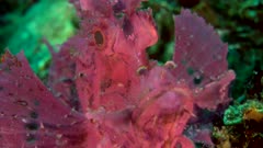 Diving footage of purple paddle-flap scorpionfish (Rhinopias eschmeyeri) sitting on coral, close up on eye at 3/4 angle, Alor Island, Indonesia. The camera is staying as still as possible.