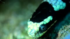 Diving footage of banded or yellow-lipped sea krait (Laticauda colubrina), close up on eye, Alor Island, Indonesia. The camera is staying as still as possible.