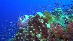 Diving footage of group of randall fusilier (Pterocaesio randalli) swimming over pristine coral reef with a field of various hard and soft coral and huge barel spong, Forgotten Islands, Indonesia. The camera is turning around the sponge.