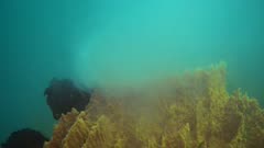 Diving footage of huge barrel sponge spawning, massive cloud of eggs coming out of it moving with the waves, Alor island, Indonesia. The camera is staying still on tripod