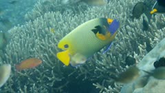 Underwater footage of blue-face or yellow-mask angelfish (Pomacanthus xanthometopon) swimming over pristine reef composed of various hard and soft coral, many different tropical fishes are around, Komodo National Park, Indonesia. The camera is going over the reef.
