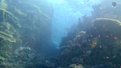 Underwater footage of huge bommies forming a canyon full of pristine various hard and soft coral and different colorful fishes swimming over it, Komodo National Park, Indonesia. The camera is panning along the bommies.