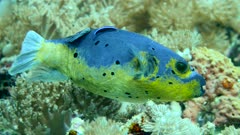Underwater footage of black-spotted pufferfish (Arothron nigropunctatus) yellow and blue swimming over various soft corals, Komodo National Park, Indonesia. The camera is going towards the fish very close.