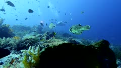 Underwater footage of map pufferfish (Arothron mappa) swimming over pristine hard and soft coral reef, divers in the background, Komodo National Park, Indonesia. The camera is following the fish.