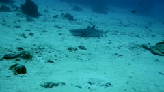 Underwater footage of pregnant grey reef shark (Carcharhinus amblyrhynchos) laying down on the sand with 3 remoras around then starting swimming, Komodo National Park, Indonesia. The camera is following the shark.