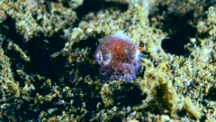 Underwater footage of hummingbird bobtail squid (Euprymna berryi) hiding in the sand digging with its tentacles, Komodo National Park, Indonesia. The camera is staying as still as possible.