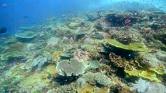 Underwater footage of pristine field of various hard and soft coral with huge table coral and cloud of different colorful fishes like anthias and damselfishes swimming over it, a giant moray eel (Gymnothorax javanicus) is coming out between coral, Komodo National Park, Indonesia. The camera is going over the reef towards the moral eel.