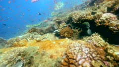 Underwater footage of pristine field of various hard and soft coral with huge table coral and cloud of different colorful fishes like anthias and damselfishes swimming over it, a giant moray eel (Gymnothorax javanicus) is coming out between coral and a napoleonfish is passing behind, Komodo National Park, Indonesia. The camera is staying as still as possible.