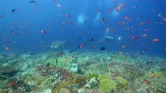 Underwater footage of pristine field of various hard and soft coral with huge table coral and cloud of different colorful fishes like anthias and damselfishes swimming over it, a napoleon wrasse (Cheilinus undulatus) is swimming by near some divers, Komodo National Park, Indonesia. The camera is slowly going over the reef.