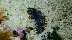 Underwater footage of flat worm (Pseudobiceros gloriosus) black with orange line moving over coral, Komodo National Park, Indonesia. The camera is staying as still as possible.