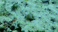 Underwater footage of peacock or flowery flounder (Bothus mancus) laying on the bottom with head moving up and down, from front with focus on eyes, Komodo National Park, Indonesia. The camera is staying as still as possible.