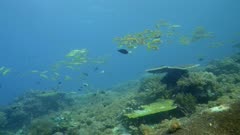 Underwater footage of pristine field of various hard and soft coral with group of yellow goatfish (Mulloidichthys martinicus) hovering over it, Komodo National Park, Indonesia. The camera is going over the reef towards the fishes.