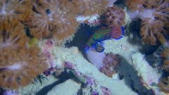 Underwater footage of mandarinfish (Synchiropus splendidus) swimming around dead acropora coral and hiding, Komodo National Park, Indonesia. The camera is staying as still as possible.