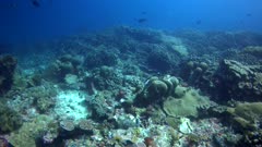 Underwater footage of pristine hard coral reef composed of massive area of pavona clavus coral. The camera is panning along the reef.